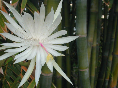 (image for) Epiphyllum [Orchid Cactus] \'Hookeri\' 5 Seeds